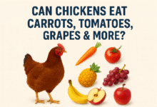 Can Chickens Eat Carrots, Tomatoes, Grapes & More?