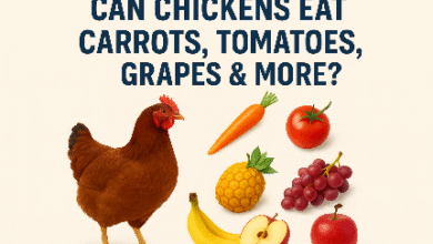 Can Chickens Eat Carrots, Tomatoes, Grapes & More?